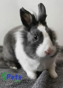 how-to-care-for-pet-harlequin-rabbit