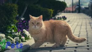 how-to-tell-if-your-cat-is-pregnant